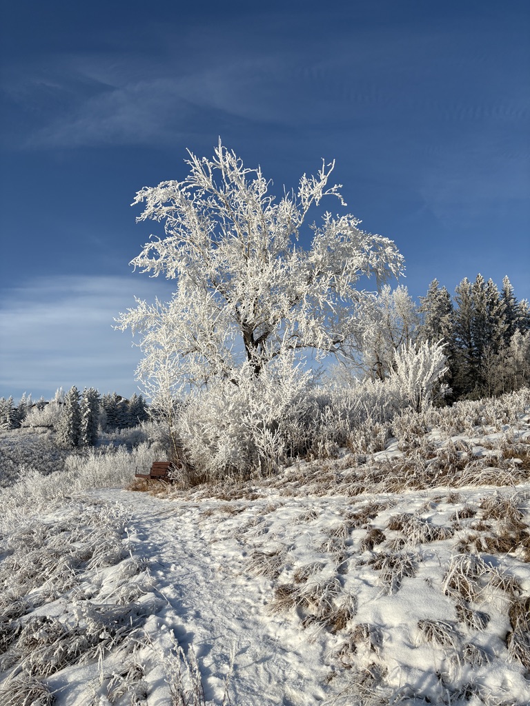 Tree covered in frost